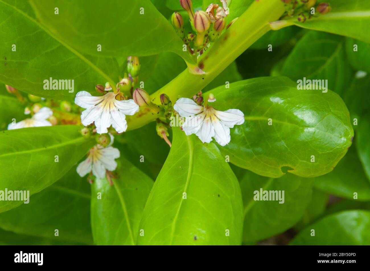 Flores tropicales blancas de la playa Naupaka (Scaevola taccada) Foto de stock