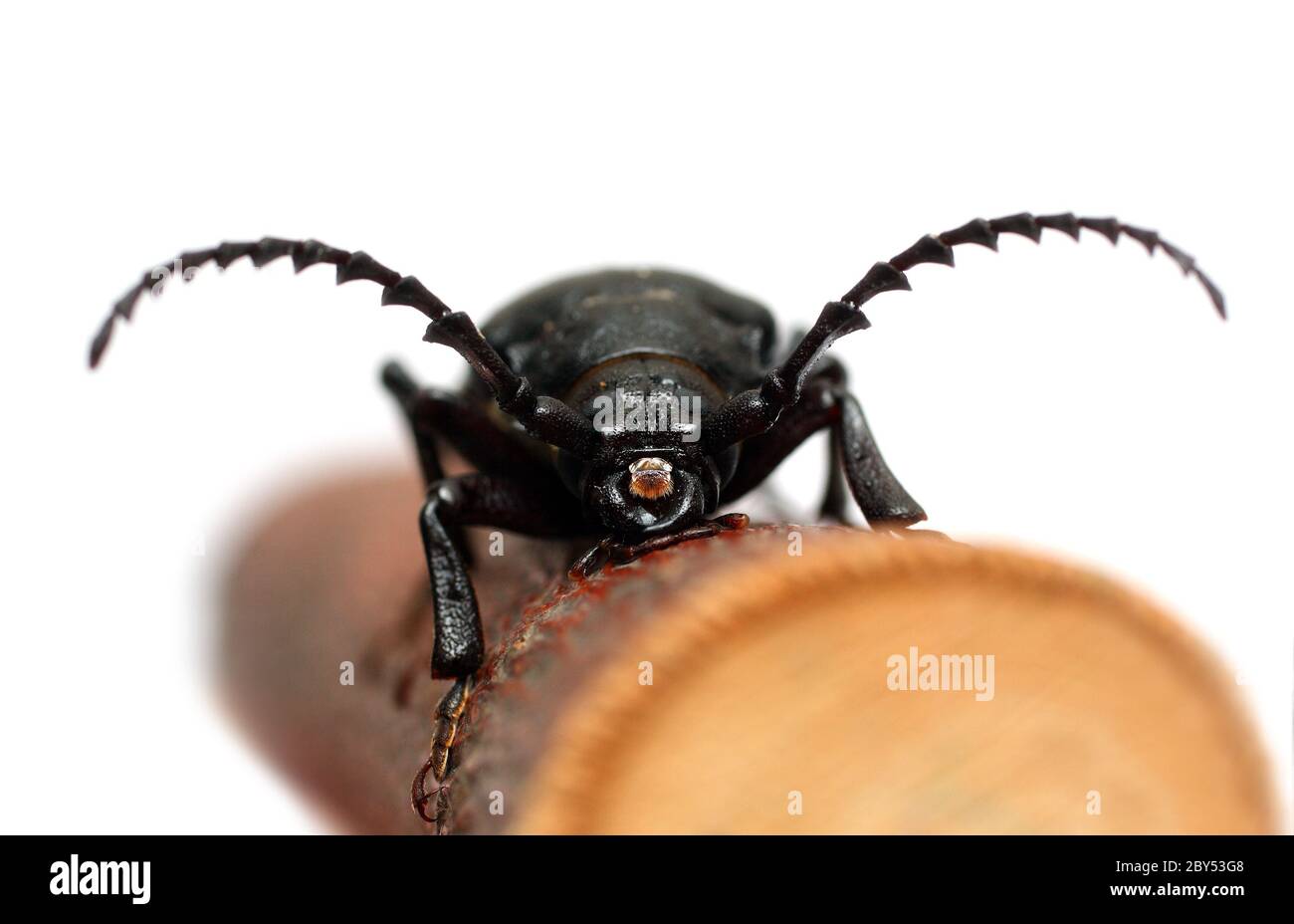 escarabajo negro grande Foto de stock