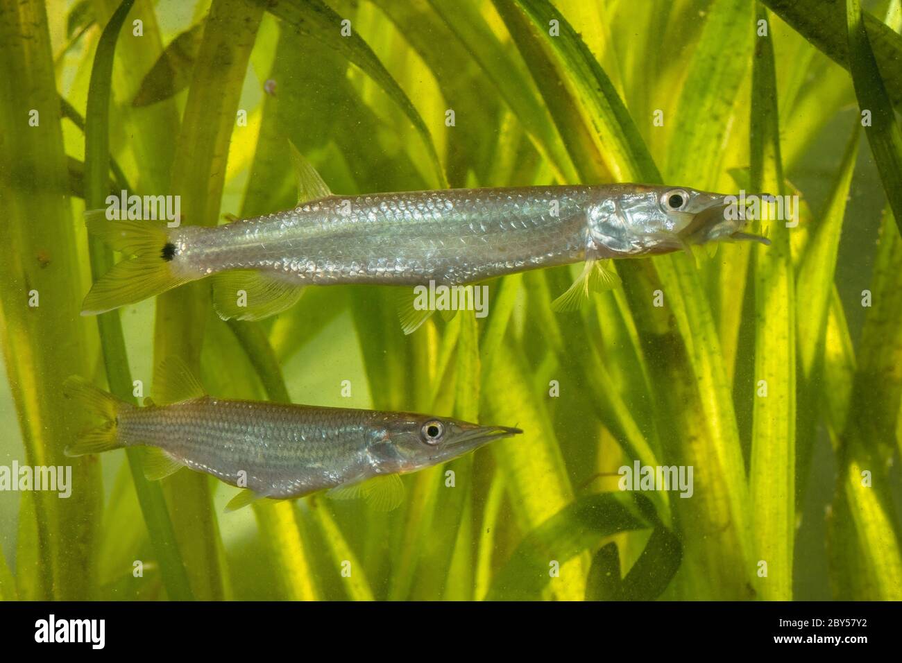 Los caracteres de lucio africano, los heptidos (Ctenolucius hujeta), alimentan a los peces pequeños capturados Foto de stock