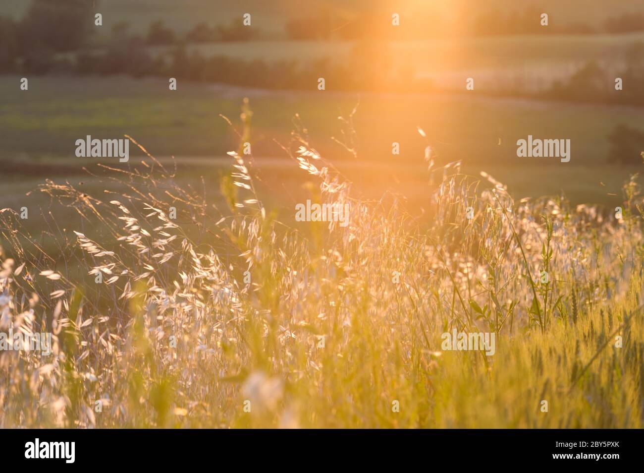 Campos de primavera en las colinas y la puesta de sol Foto de stock