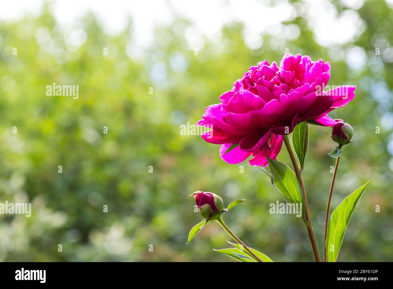 Peonía rosa oscuro Paeonia × festiva 'Rubra plena' en el jardín, en primavera, Hungría, Europa Foto de stock