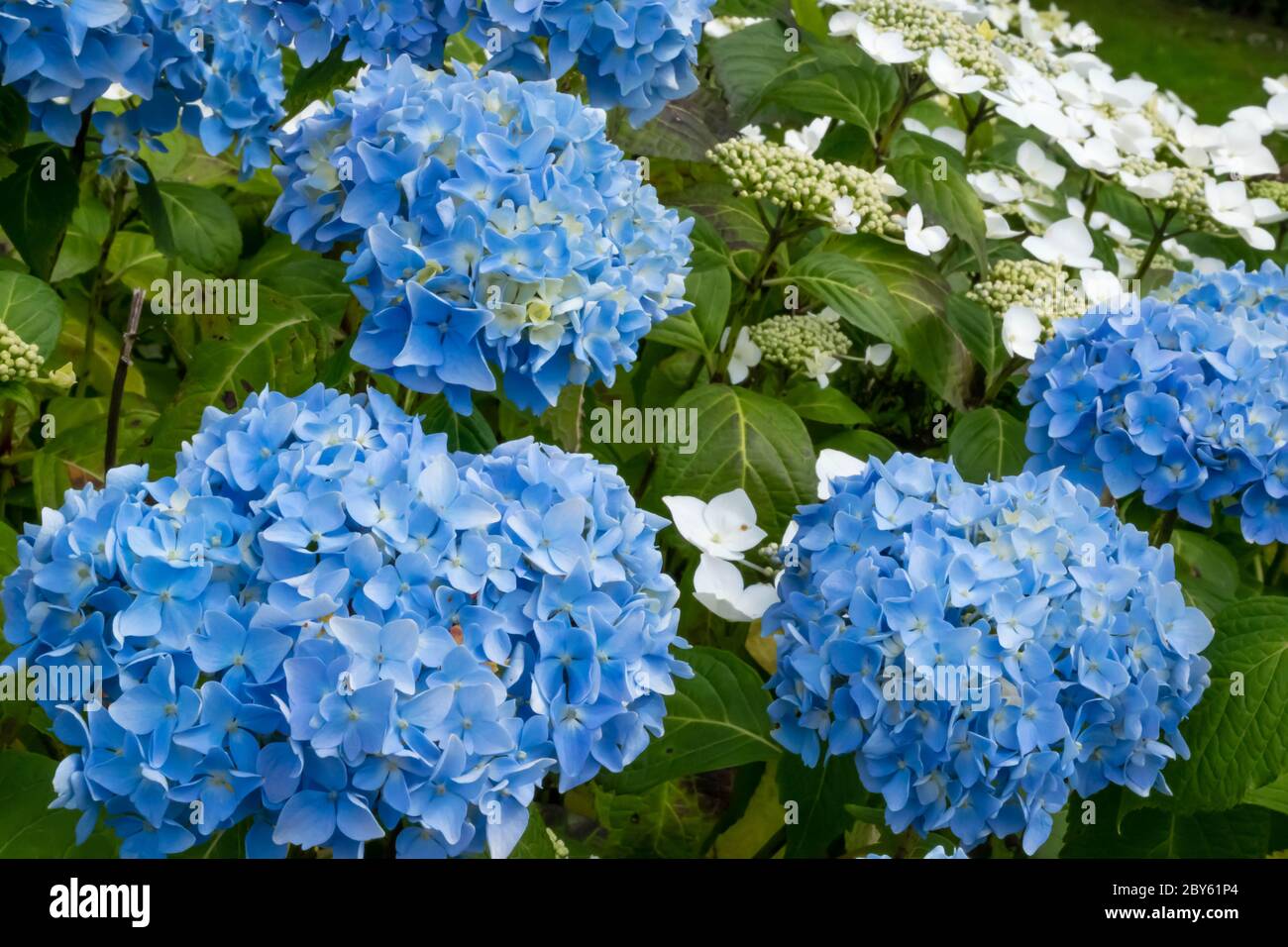 Hortensia azul arbusto fotografías e imágenes de alta resolución - Alamy