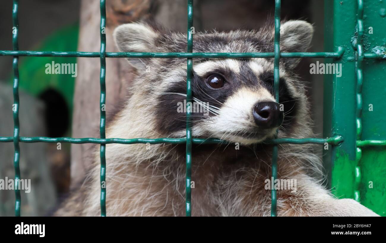 Un mapache en una jaula en un zoológico está escaneando la parrilla. Retrato de un mapache mirando la cámara sin tocar los ojos. Género de mamíferos depredadores Foto de stock