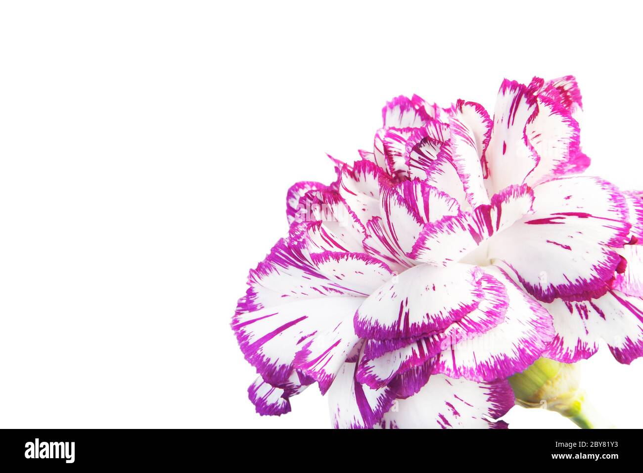 Clavel violeta sobre fondo blanco Fotografía de stock - Alamy