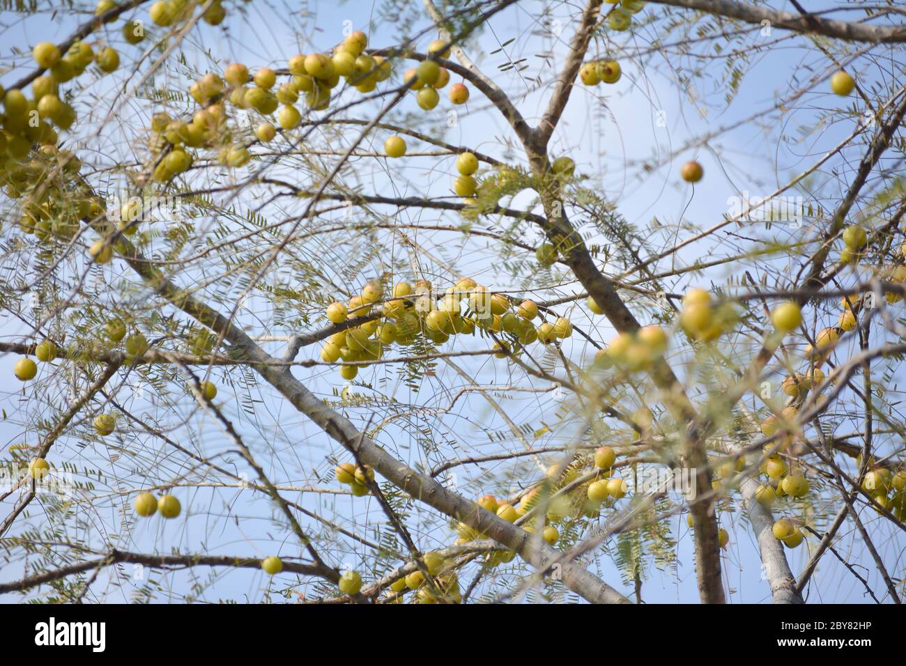 Arándanos indios o fruta amla colgando en el árbol. La arándano indio es un ingrediente esencial de los medicamentos ayurvédicos tradicionales de la India. Foto de stock