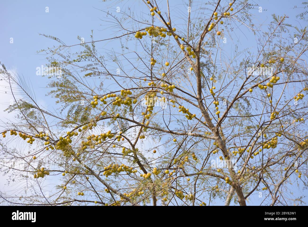 Arándanos indios o fruta amla colgando en el árbol. La arándano indio es un ingrediente esencial de los medicamentos ayurvédicos tradicionales de la India. Foto de stock