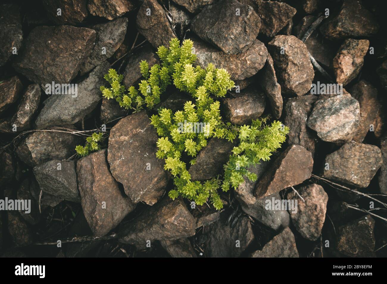 crecimiento a través de la roca grande, crecer a través de circunstancias difíciles Foto de stock