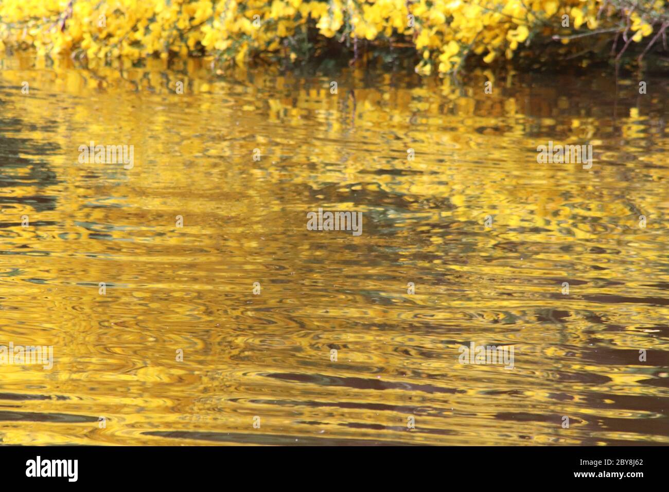 Reflejos de oro y verde en estanque Foto de stock