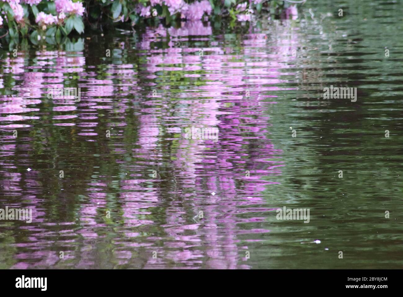 Reflejos púrpura y verde en estanque Foto de stock