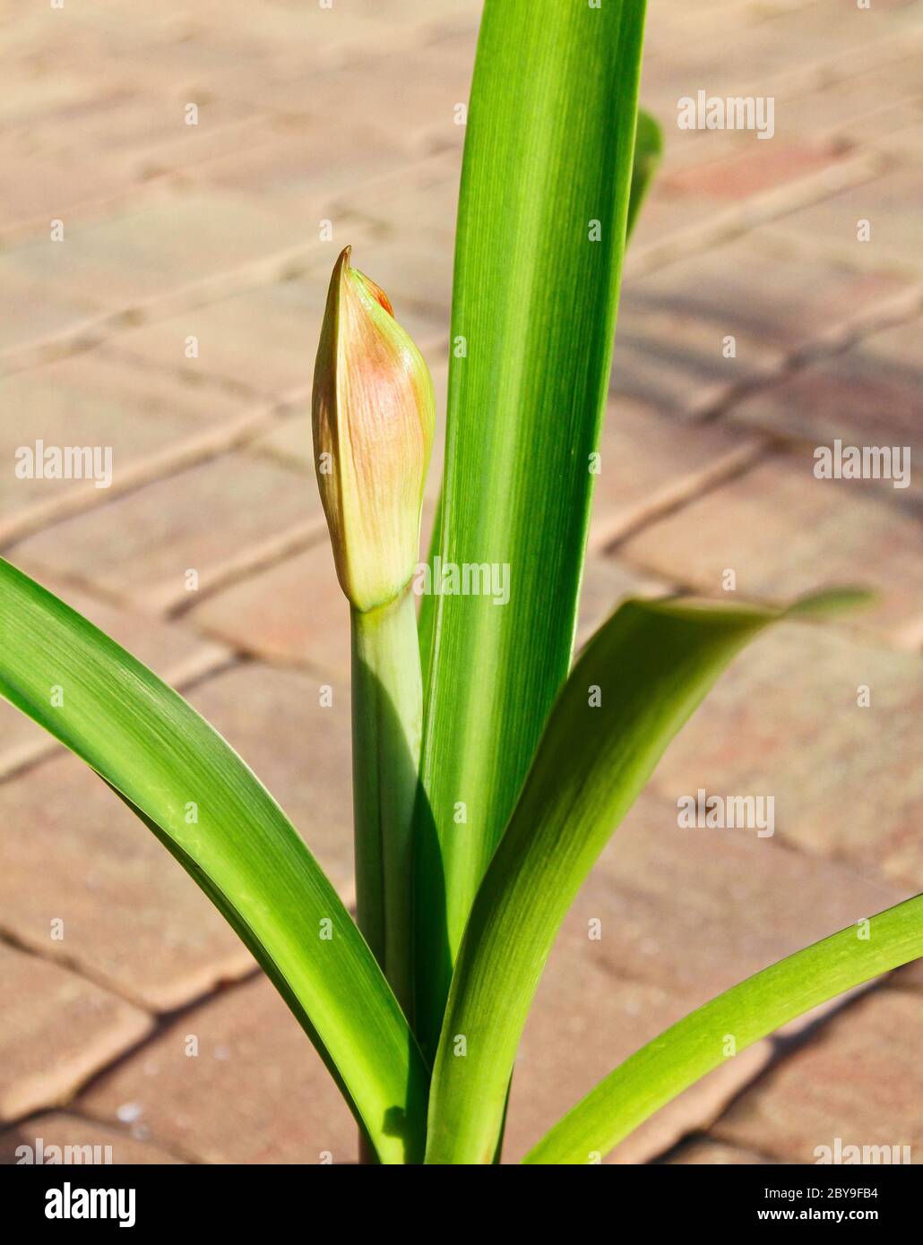 Amaryllis bud, flor cultivada, bulbo, grande, ciclo de vida, hojas verdes largas, naturaleza de stock - Alamy