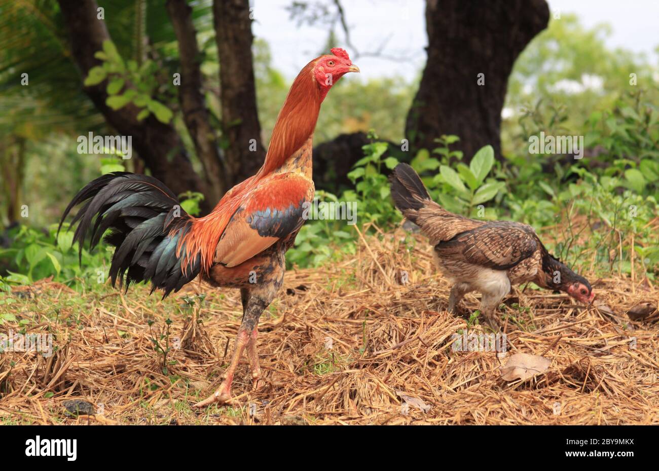 Pareja de gallo y pollo doméstico ayam jantan en Java, Indonesia Fotografía  de stock - Alamy
