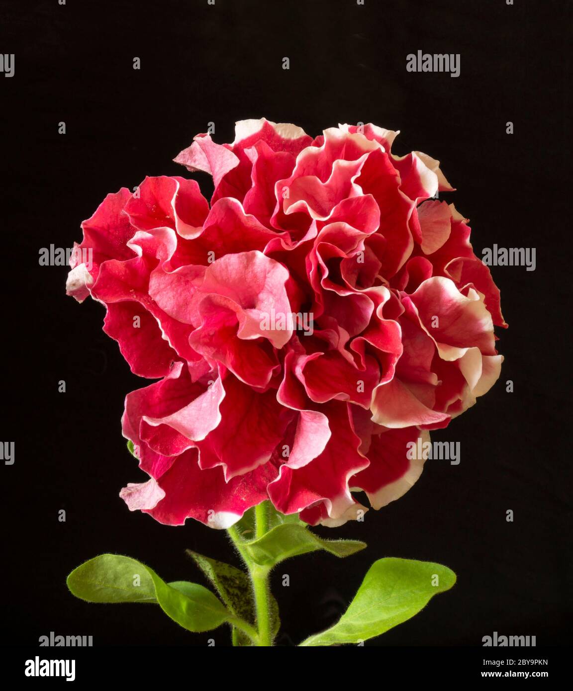 El doble petunia rojo sobre fondo negro. Flor con hoja verde en la primavera de tiempo Foto de stock