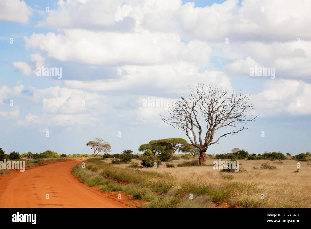 Un camino con suelo rojo a través de la sabana con muchos árboles y plantas verdes Foto de stock