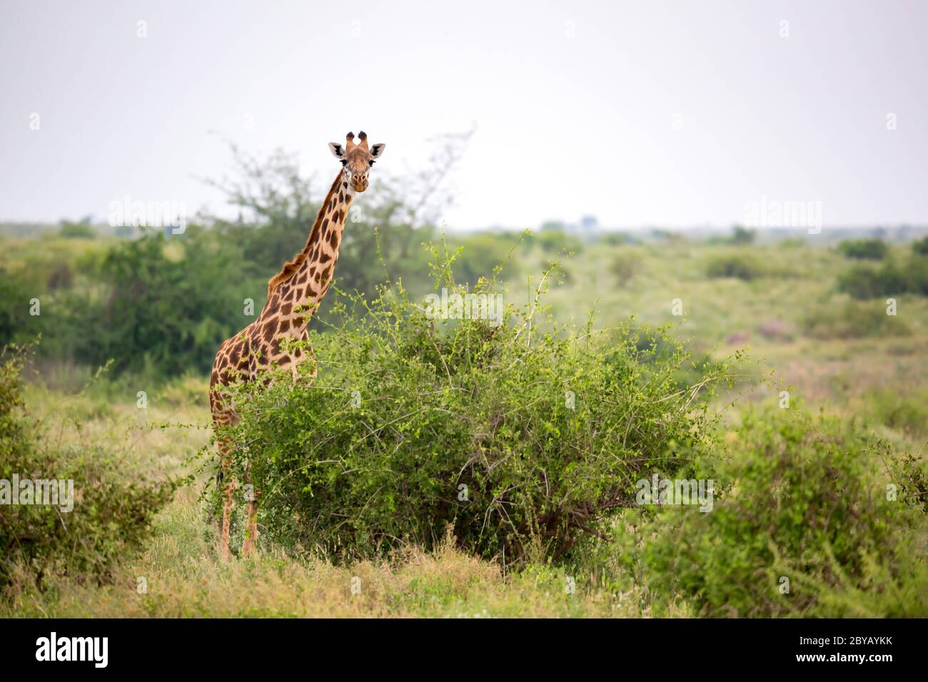 Giraffe está entre el arbusto y los árboles en la sabana de Kenia Foto de stock