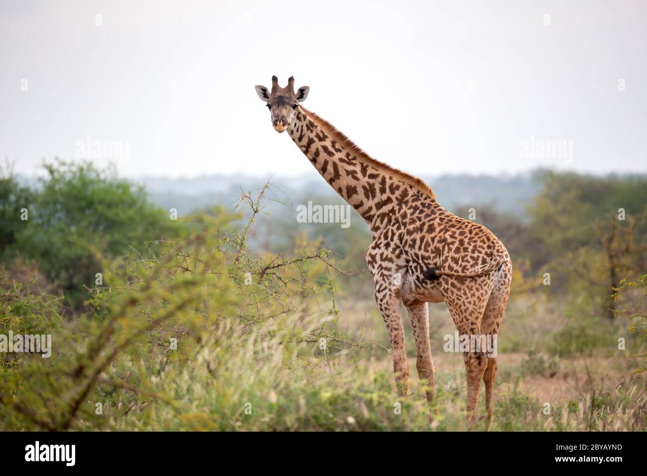 Giraffe está entre el arbusto y los árboles en la sabana de Kenia Foto de stock