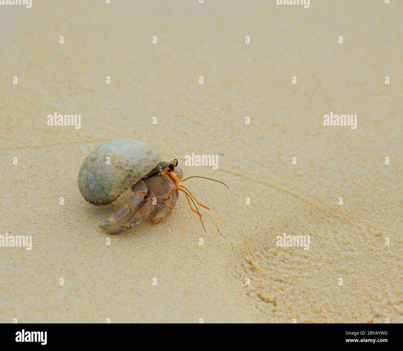 Cangrejo de arena fantasma fotografías e imágenes de alta resolución -  Página 10 - Alamy