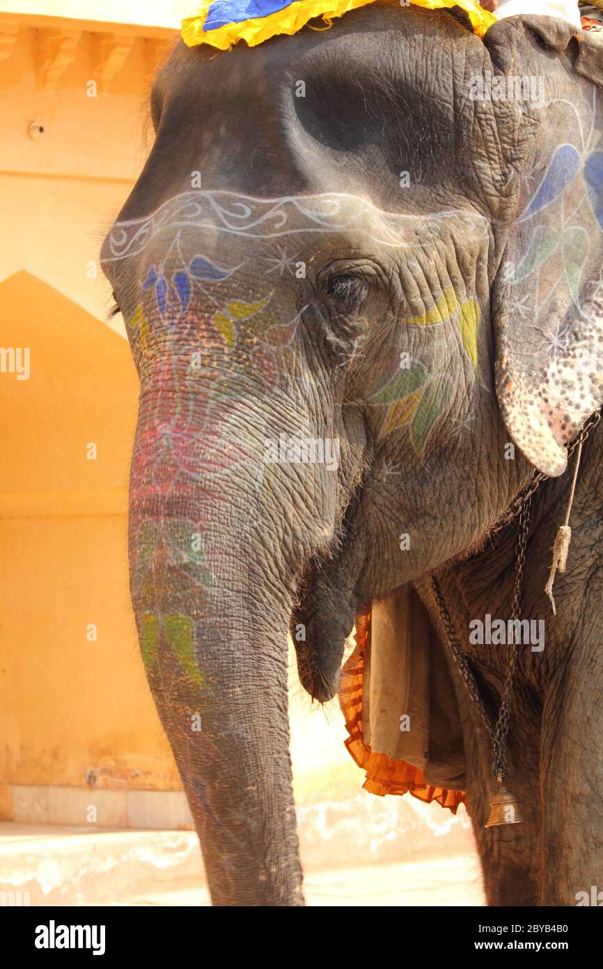 elefant ornamentado en la India Foto de stock