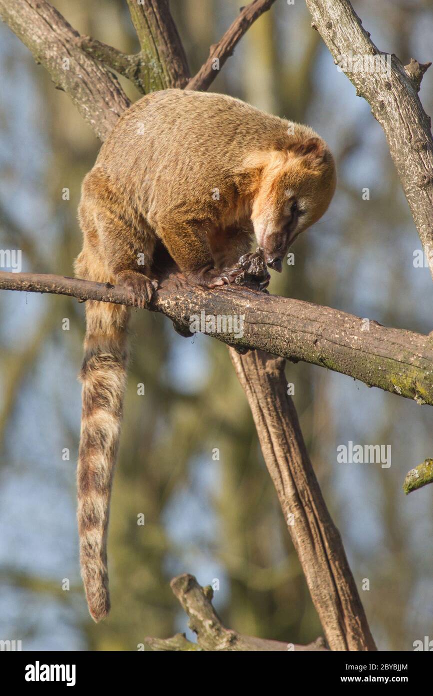 Coati en la selva tropical fotografías e imágenes de alta resolución