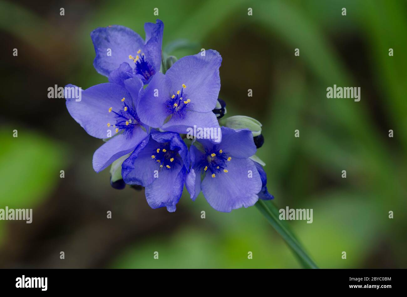 Spiderwort, Tradescantia sp. Foto de stock