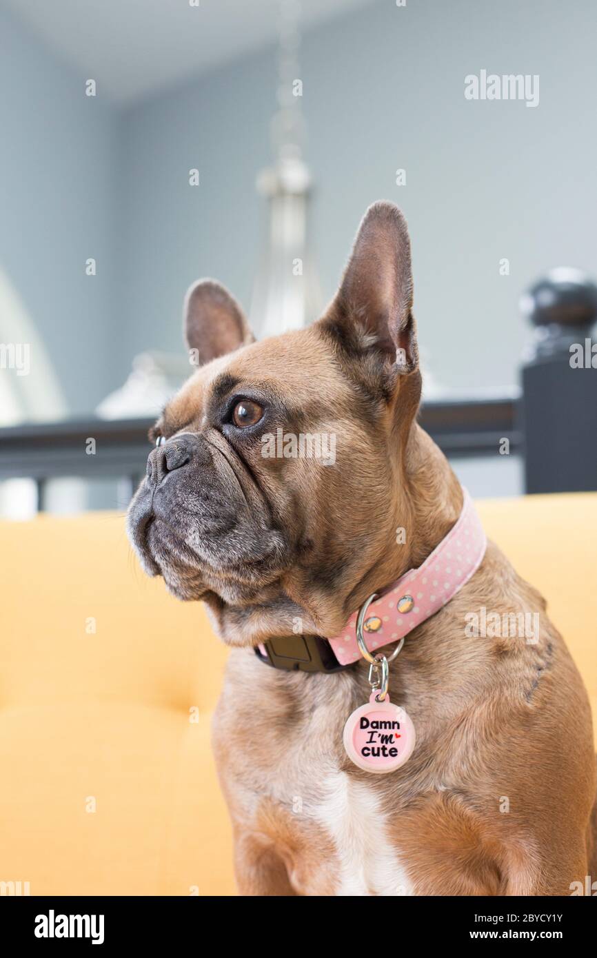 Un bulldog francés con un collar y etiqueta que dice "Damn I'm Cute". Foto de stock