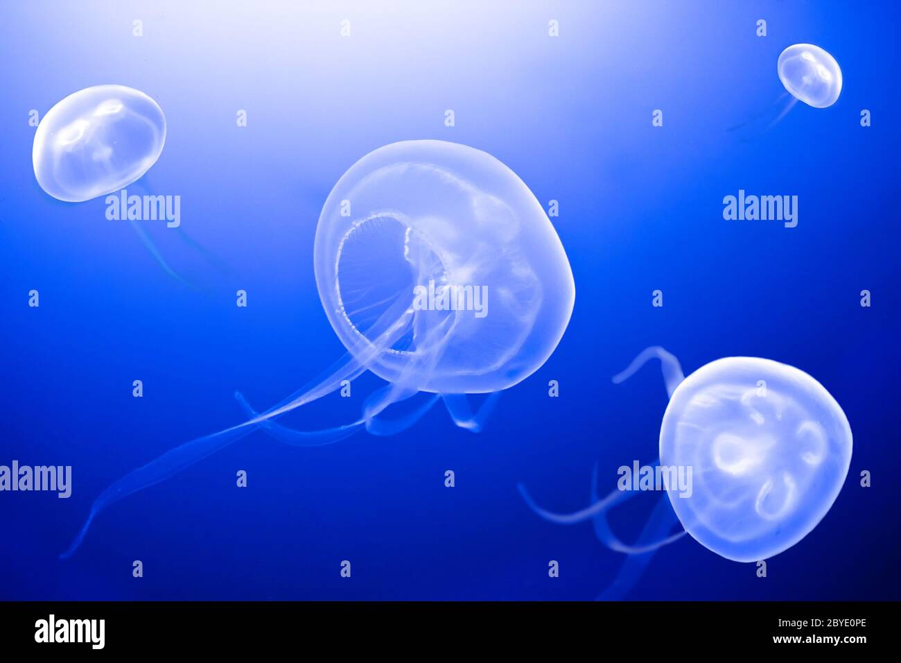 imagen submarina de medusas Foto de stock