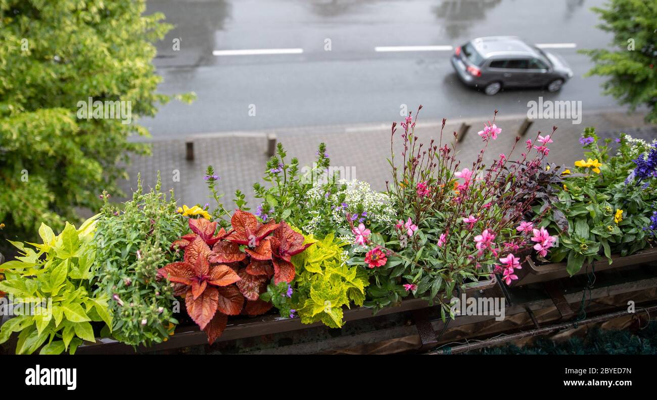 Plantas que les gustan a las abejas fotografías e imágenes de alta  resolución - Alamy