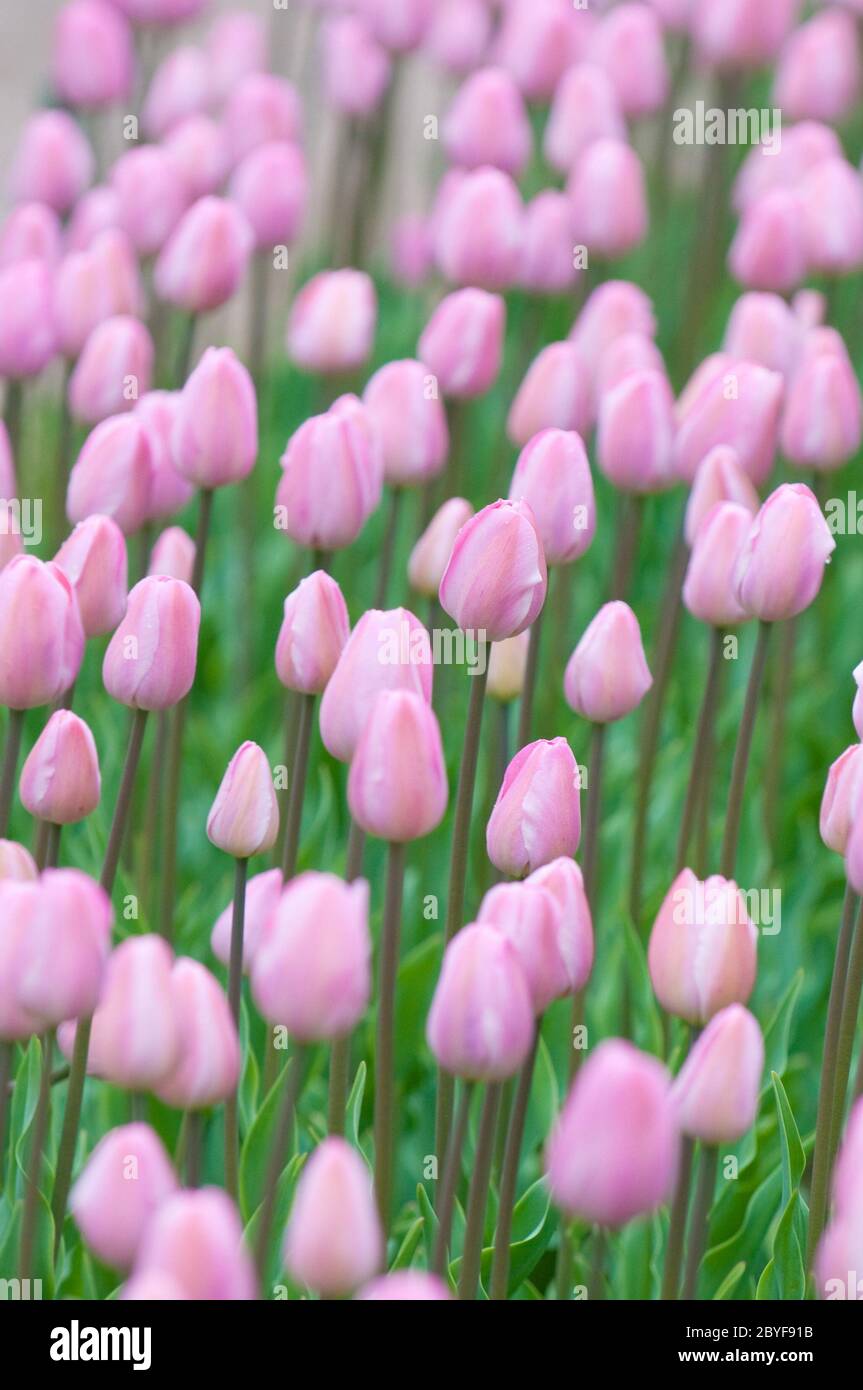 Tulipanes rosados, enfoque muy poco profundo Foto de stock