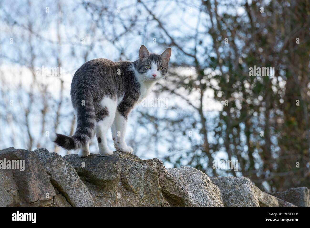 Un gato tabby gris y blanco parado sobre una piedra Mirando la pared atentamente Foto de stock