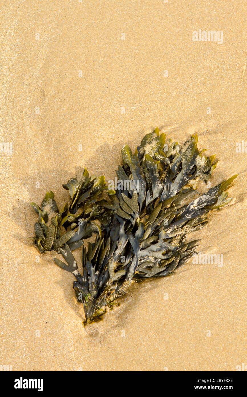 Las algas en la playa Foto de stock
