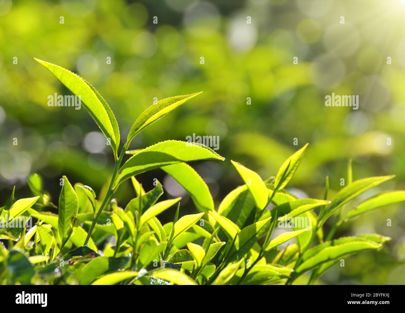 plantas de té en rayos de sol Foto de stock