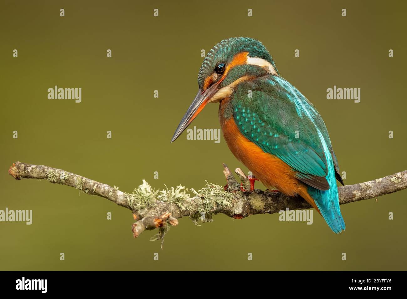 Kingfisher común (Juvenil Femenino) - guarda-rios (juvenil femea) - Alcedo atthis Foto de stock
