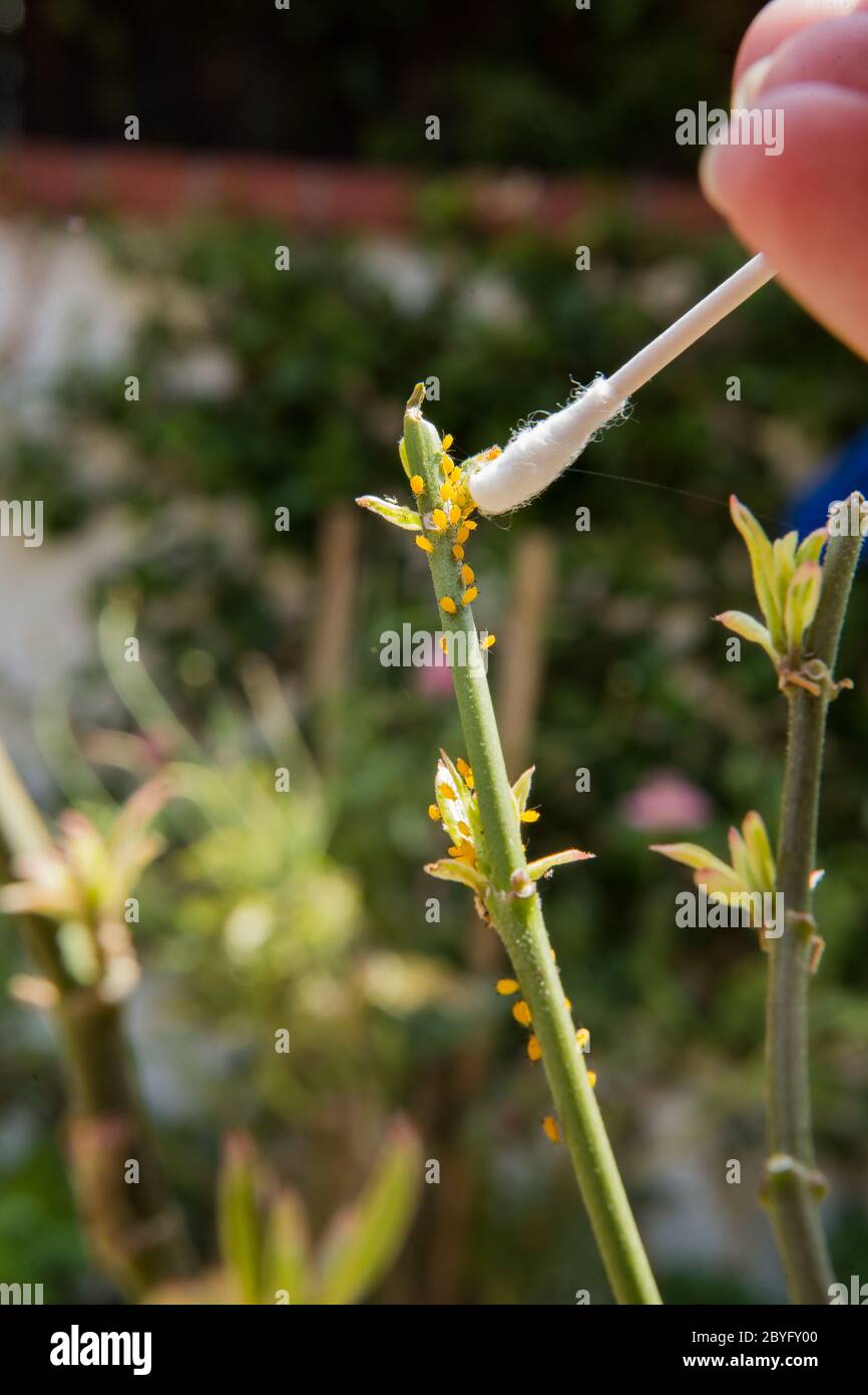 Usos Del Alcohol Isopropílico Fotografías E Imágenes De Alta Resolución Alamy 