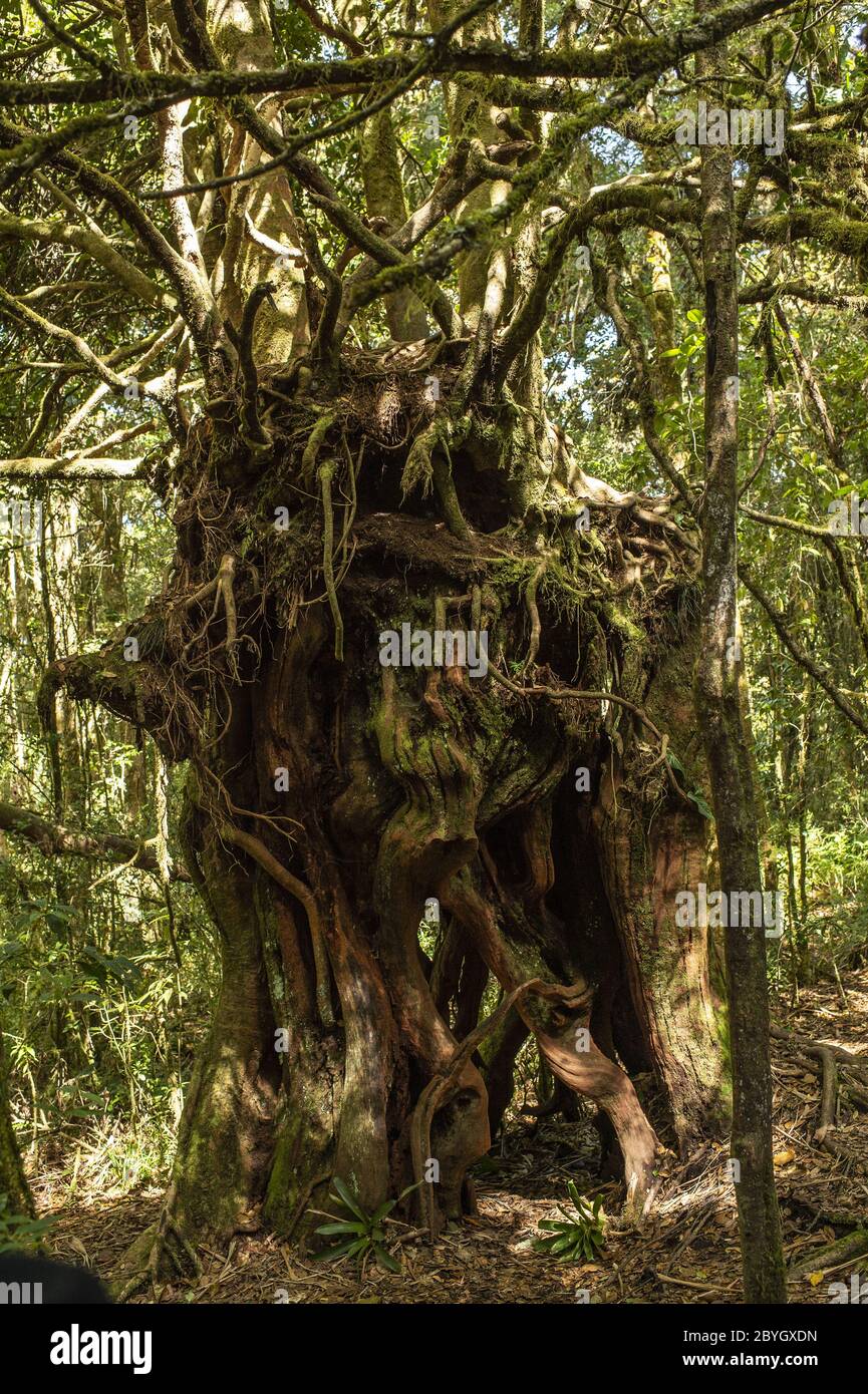 Bosque Nuboso Volcán Barva, Parque Nacional Braulio Carrillo, Costa ...