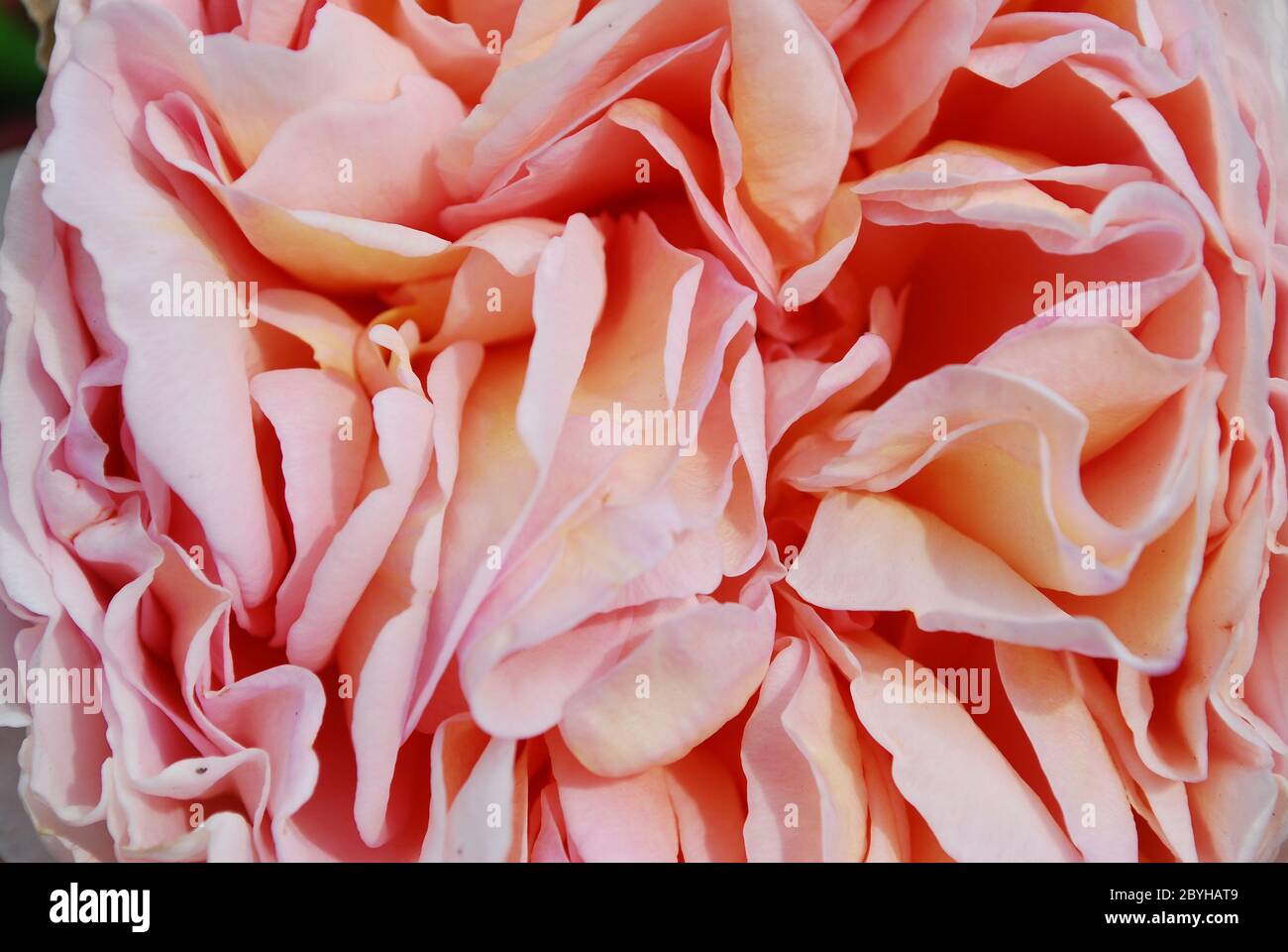 Almofadas Da Menstruação Com Os Grânulos Vermelhos Como Gotas No Fundo  Cor-de-rosa, Dias Críticos Do Sangue Das Mulheres, Ciclo G Foto de Stock -  Imagem de dias, madeireiras: 152643002