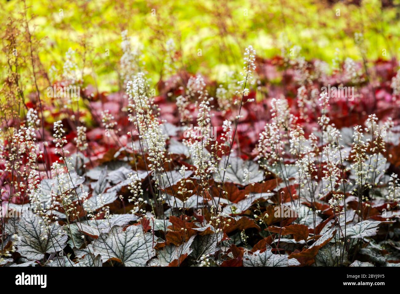 Cama de flores de colores Heucherella Crepúsculo Heucherellas, color de contraste, jardín Foto de stock
