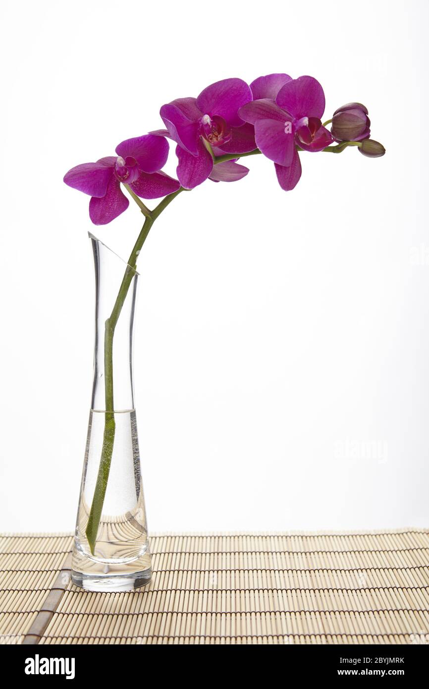 Orquídea púrpura en jarrón de cristal Fotografía de stock - Alamy