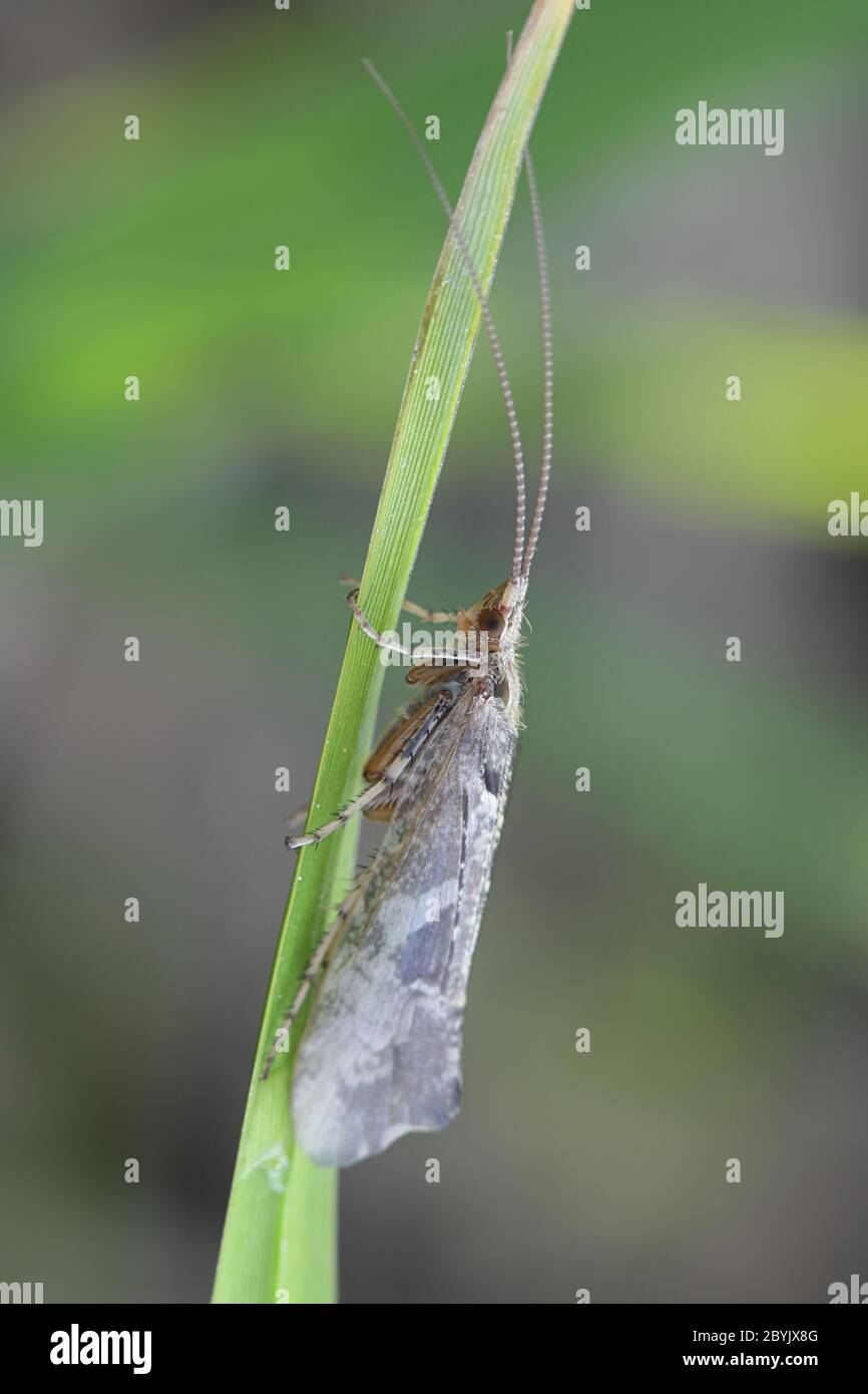 Glyphotaelius pellucidus, un caddisfly de Finlandia sin nombre común en inglés Foto de stock