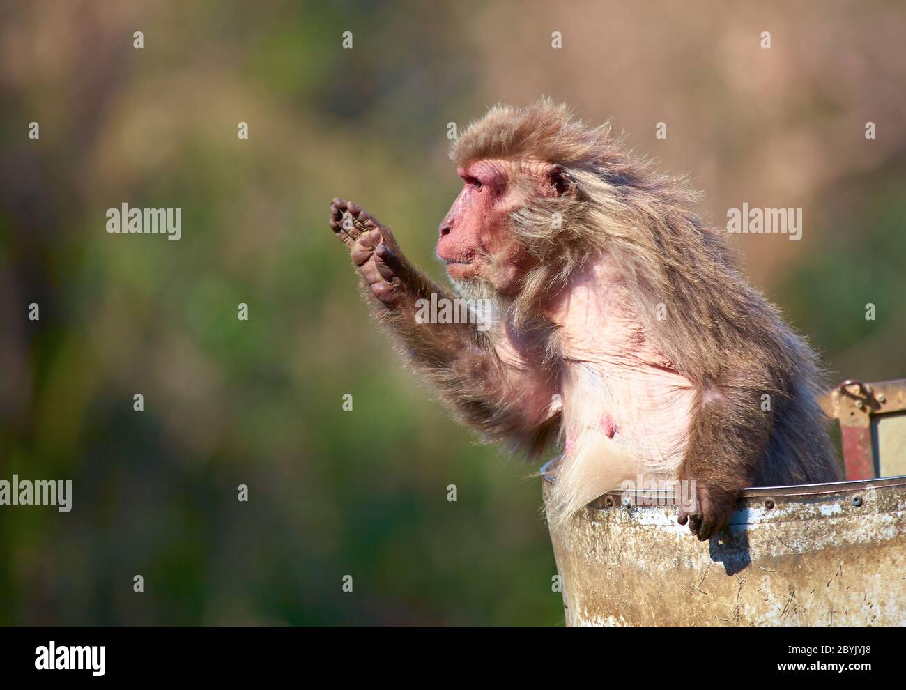 Macacos japoneses Foto de stock