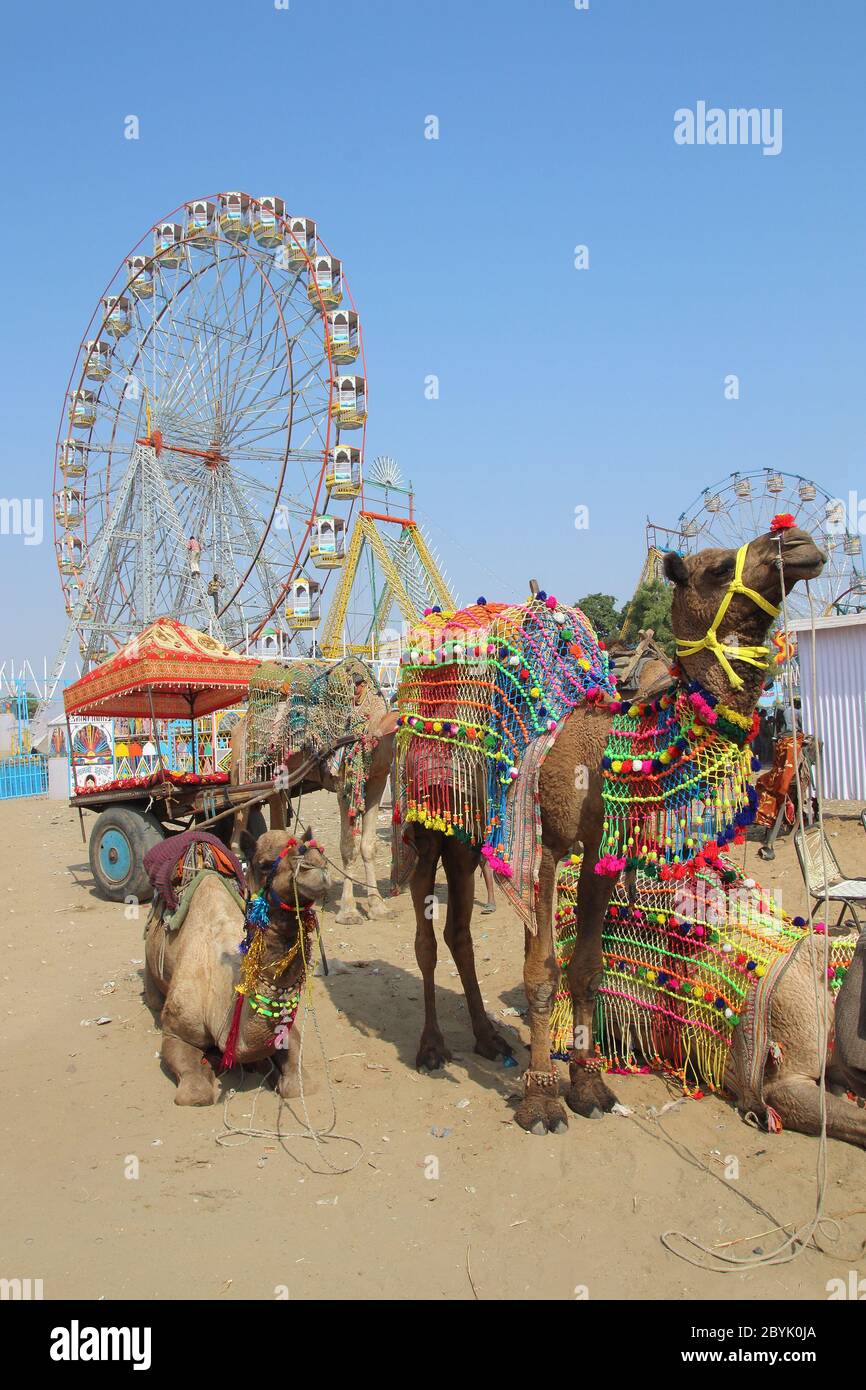 Camellos ornamentados y ruedas de ferris en la feria de camellos Pushkar Foto de stock