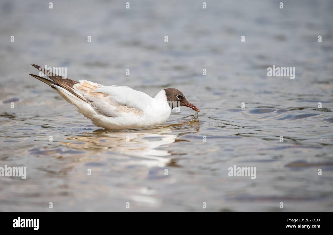 Gaviota de cabeza negra ( Chroicocephalus ridibundus ) alimentándose en un estanque en Beaulieu, Hampshire, Reino Unido Foto de stock