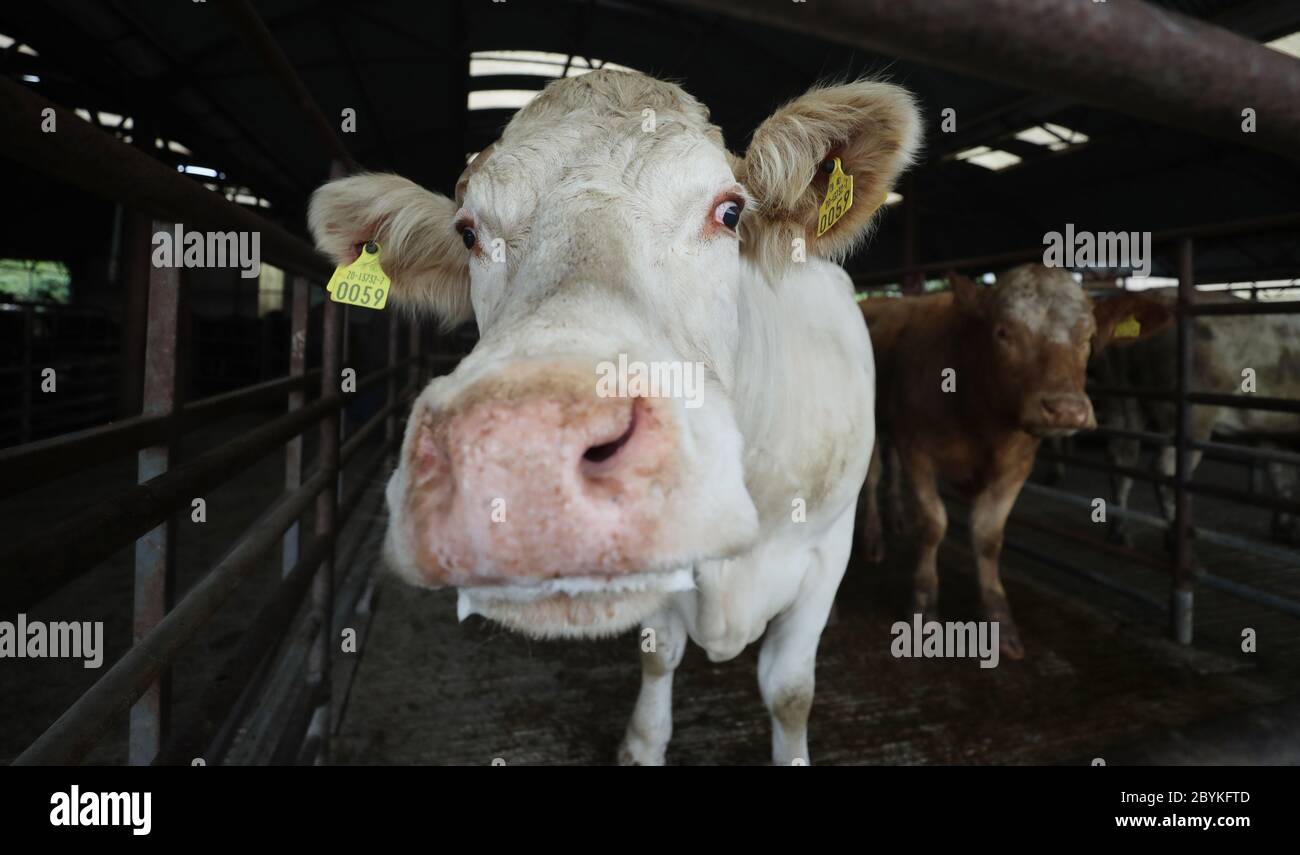 Vacas para la venta fotografías e imágenes de alta resolución - Alamy