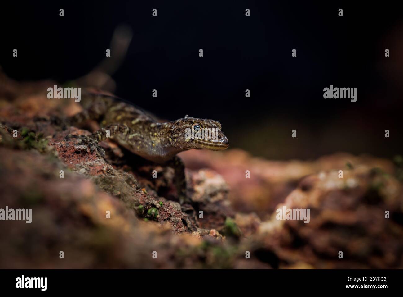 Enano Gecko, especie Cnemaspis. Foto de stock