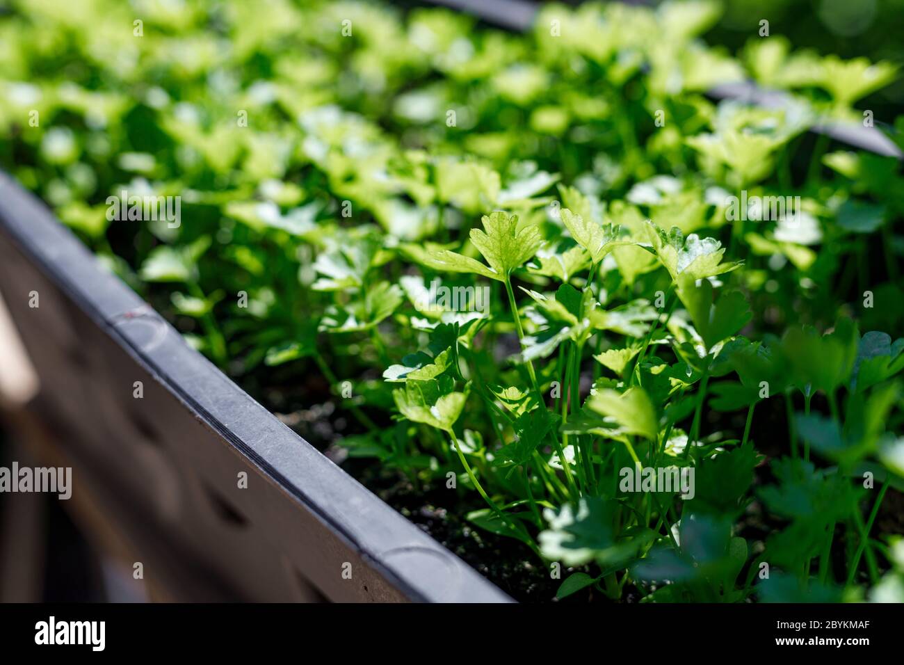 Perejil orgánico fresco creciendo en ollas en un jardín de casa al aire libre. Agricultura orgánica, ingredientes de ensalada . Foto de stock