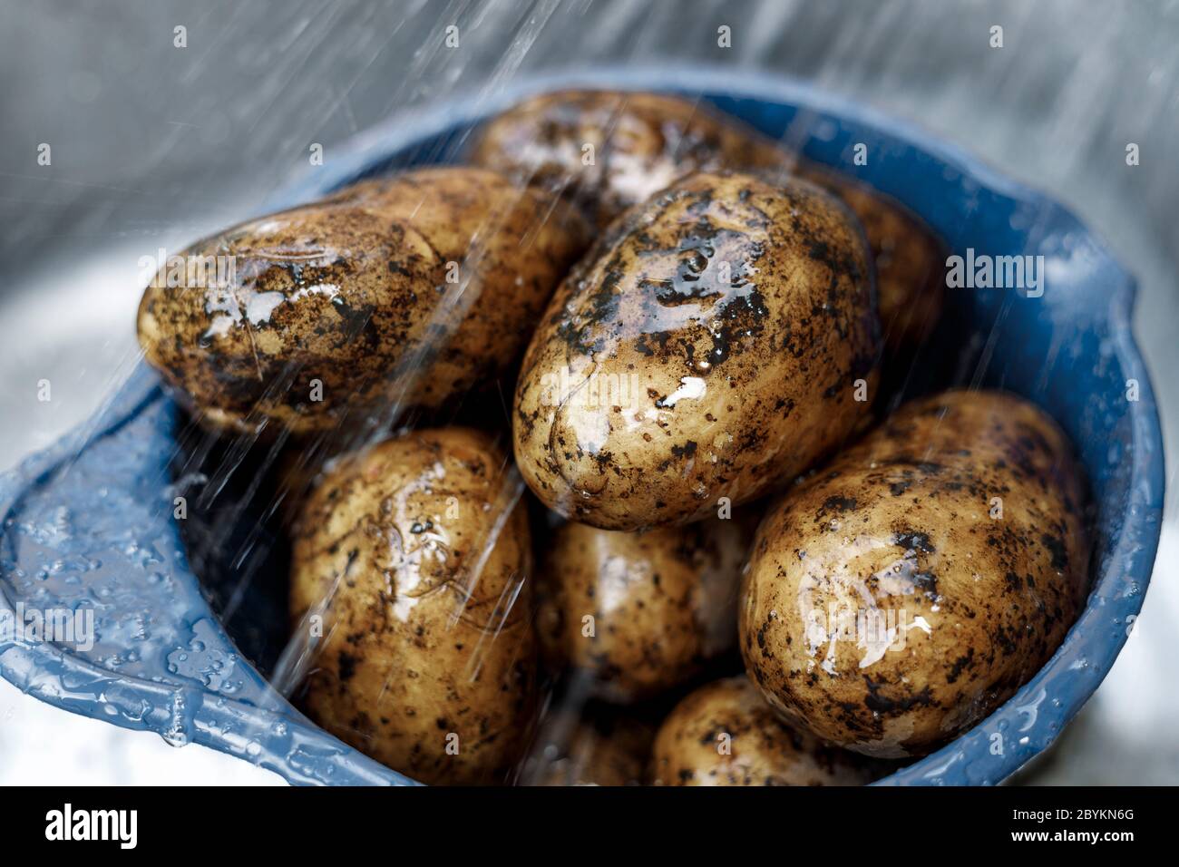 Lavar patatas orgánicas bajo agua corriente. Foto de stock