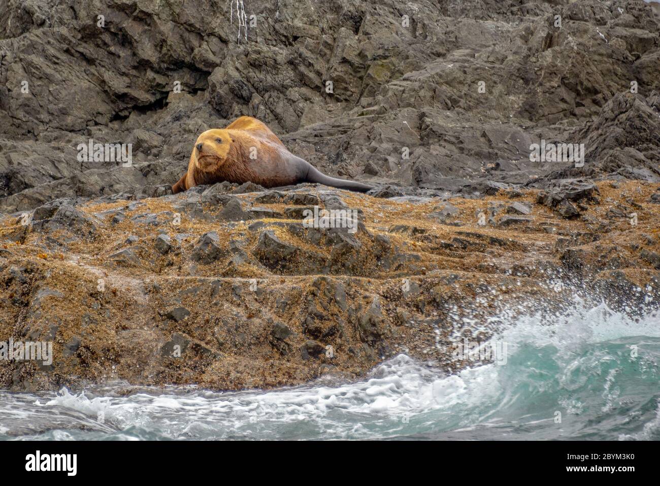 León marino sobre una roca en Tofino, isla de Vancouver, Columbia Británica, Canadá Foto de stock