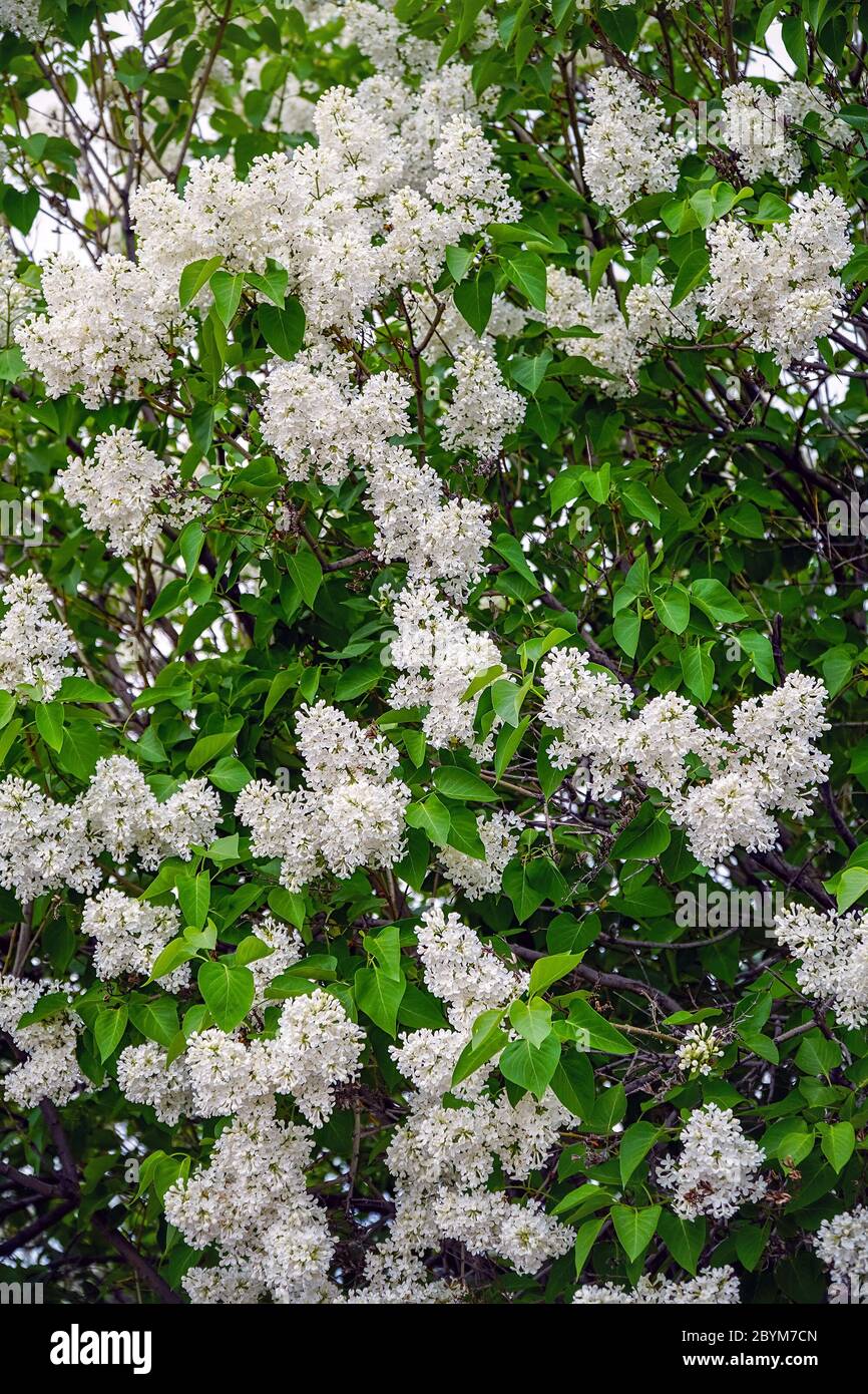 Flores de lila blanca en un arbusto en el jardín Fotografía de stock - Alamy