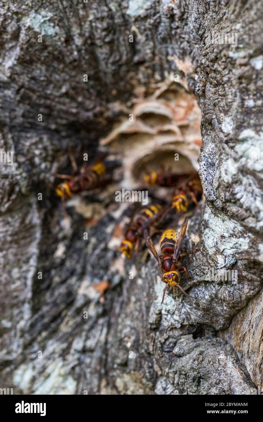 Hornet; Vespa crabro; Nido agujero en el haya árbol; Reino Unido Foto de stock
