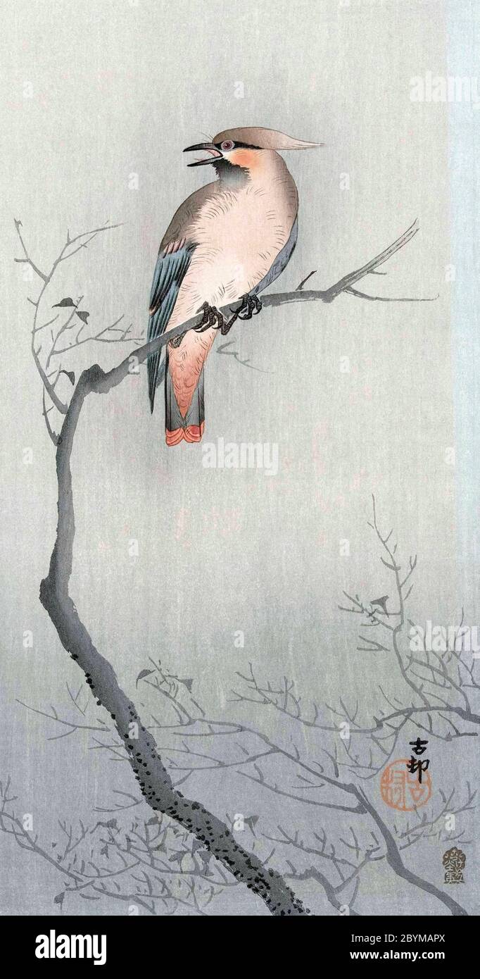 El ala de cera bohemia (Bombycilla garrulus), del artista japonés Ohara Koson, 1877 - 1945. OHara Koson era parte del movimiento shin-hanga, o de nuevas impresiones. Foto de stock