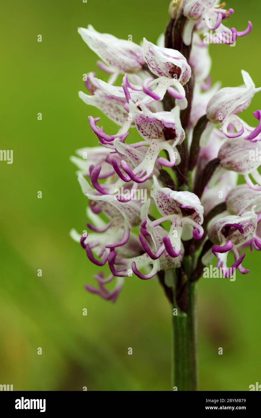 Orquídea mono; Orchis simia; Flor; Reino Unido Fotografía de stock - Alamy