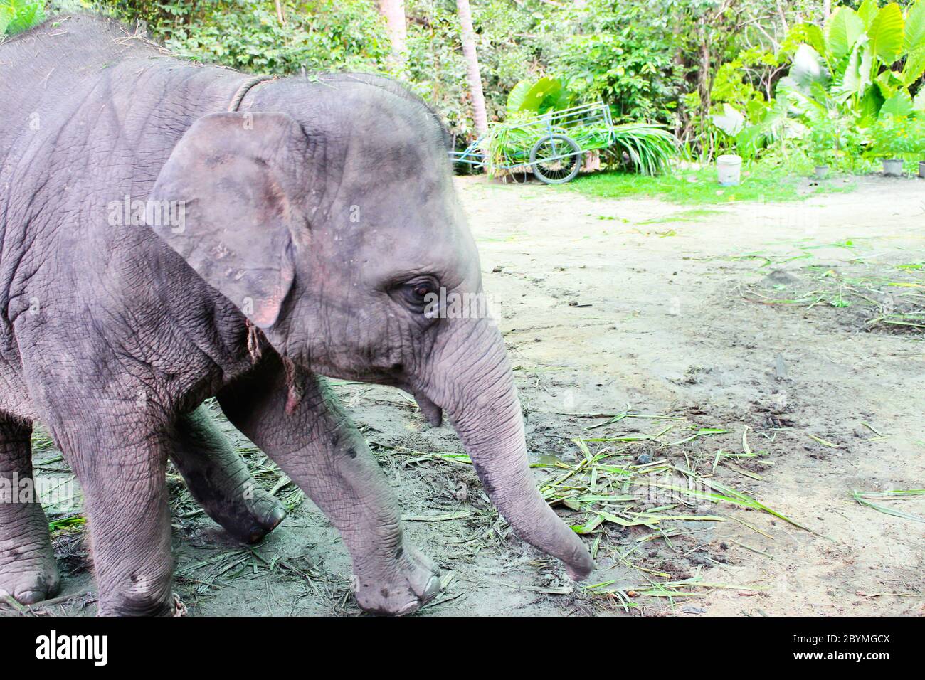 lindo elefante joven en la isla de koh samui, , cascada de namuang tailandia viajar selva Foto de stock